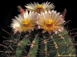 Ferocactus wislizeni 938